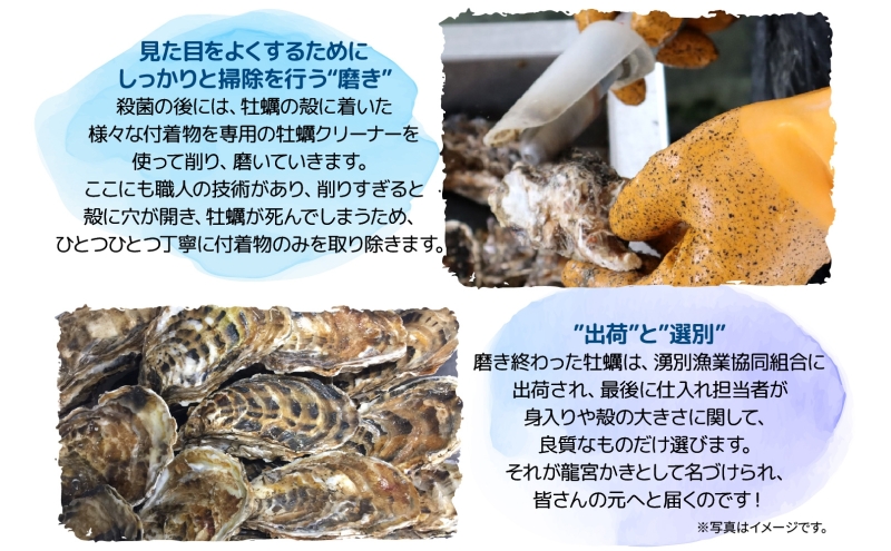 北海道 サロマ湖産 龍宮牡蠣 6kg（ 2年物 殻付き カキ ）カキナイフ付 牡蠣 海鮮 魚介 国産 貝付き 生牡蠣 生食 焼き牡蠣 蒸し牡蠣 冷蔵 産地直送 オホーツク