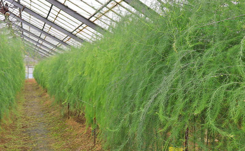 アスパラガス 小豆島産 「さぬきのめざめ」 M、L、2L混合1kg 野菜