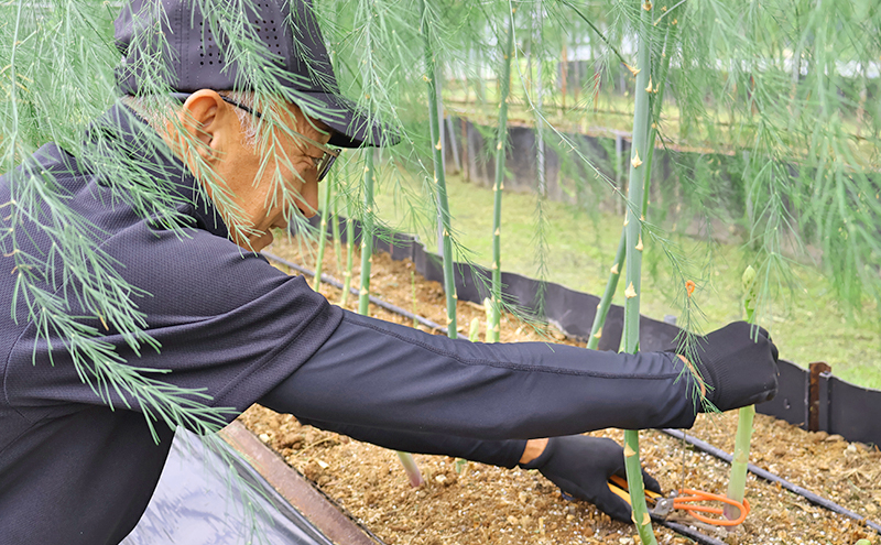 アスパラガス 小豆島産 「さぬきのめざめ」 M、L、2L混合1kg 野菜
