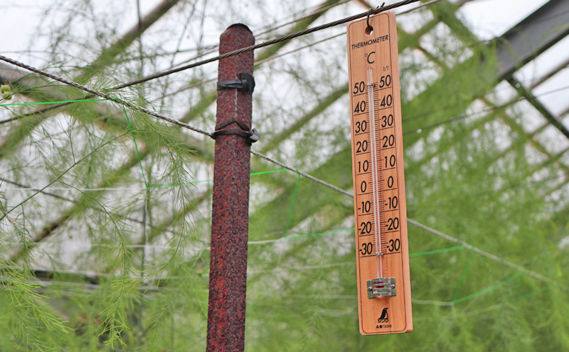 アスパラガス 小豆島産 「さぬきのめざめ」 M、L、2L混合1kg 野菜