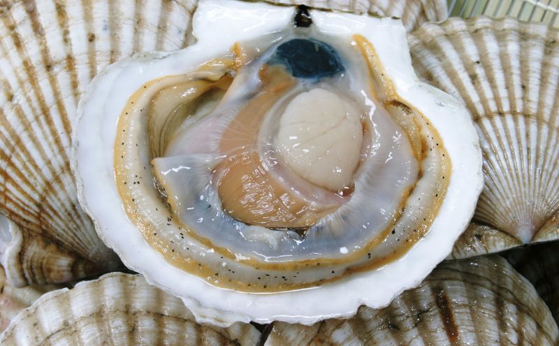 北海道 オホーツク 湧別沖 船上 選別 貝付 ほたて 8kg（48枚前後）ホタテナイフ付 帆立 刺身 海鮮 魚介 国産 殻付き 冷蔵 サロマ湖 魚貝類 砂抜き お刺身 生食