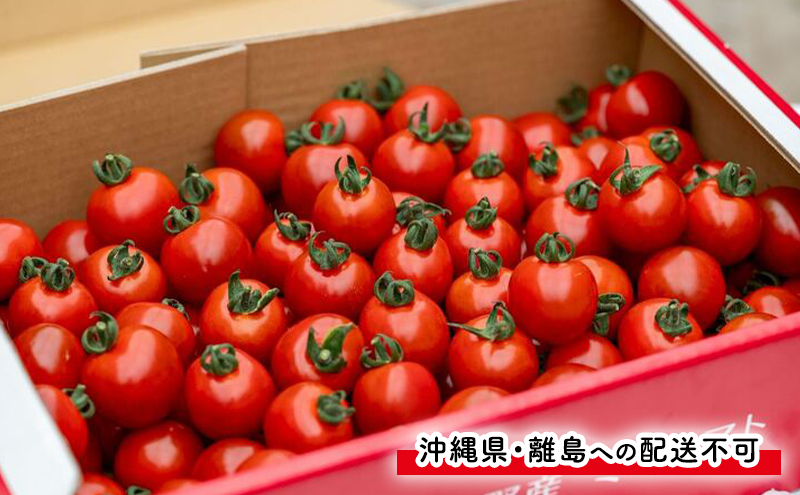 【2026年発送】●2回定期便● 富良野産 採れたて直送! 「アスパラ 約1kg・ミニトマト 殊玉のうまみ 約2kg」 (清水farm) アスパラ アスパラガス トマト ミニトマト とまと 野菜 新鮮 季節限定 北海道 富良野 ふらの