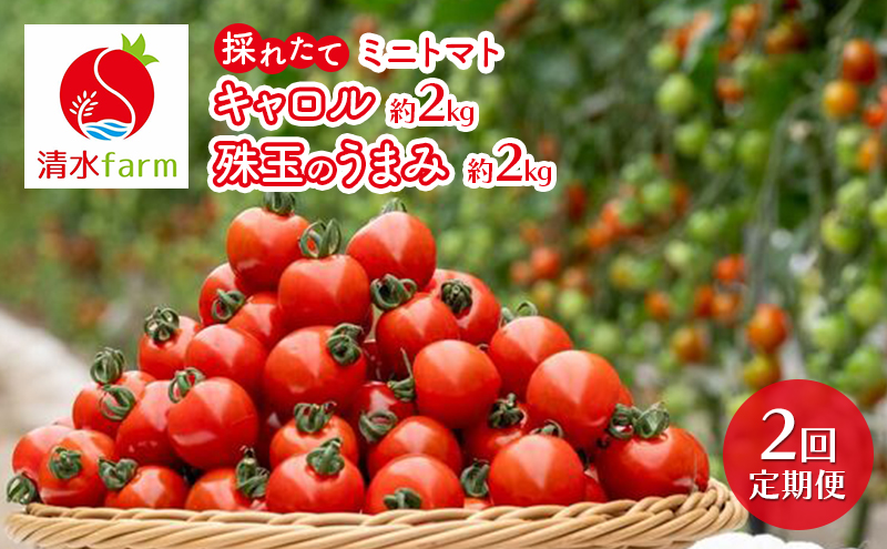 【2026年発送】●2回定期便● 富良野産 採れたて直送! 「ミニトマト キャロル10・殊玉のうまみ 」各2kg (清水farm) アスパラ アスパラガス トマト ミニトマト とまと 野菜 新鮮 季節限定 北海道 富良野 ふらの