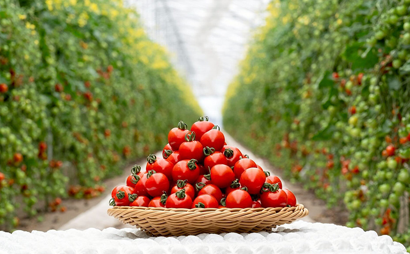 【2026年発送】●2回定期便● 富良野産 採れたて直送! 「ミニトマト キャロル10・殊玉のうまみ 」各2kg (清水farm) アスパラ アスパラガス トマト ミニトマト とまと 野菜 新鮮 季節限定 北海道 富良野 ふらの