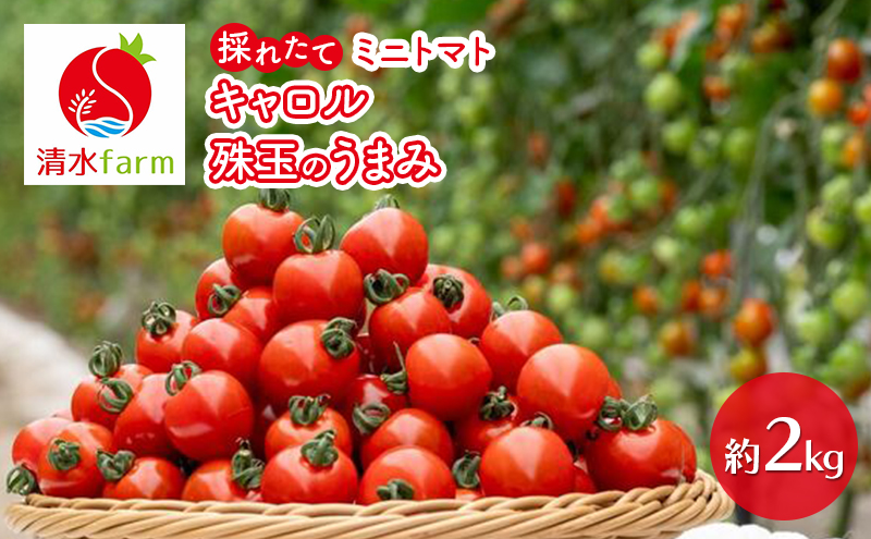 �y�k�C���x�ǖ�s�z�y2026�N7�������z�x�ǖ�Y �̂ꂽ�Ē���! �~�j�g�}�g �u�L������10�v�u��ʂ̂��܂݁v �e1kg�y��2kg�z (����farm) �g�}�g �~�j�g�}�g �Ƃ܂� ��� �V�N �Â� �G�ߌ��� �k�C�� �x�ǖ� �ӂ��