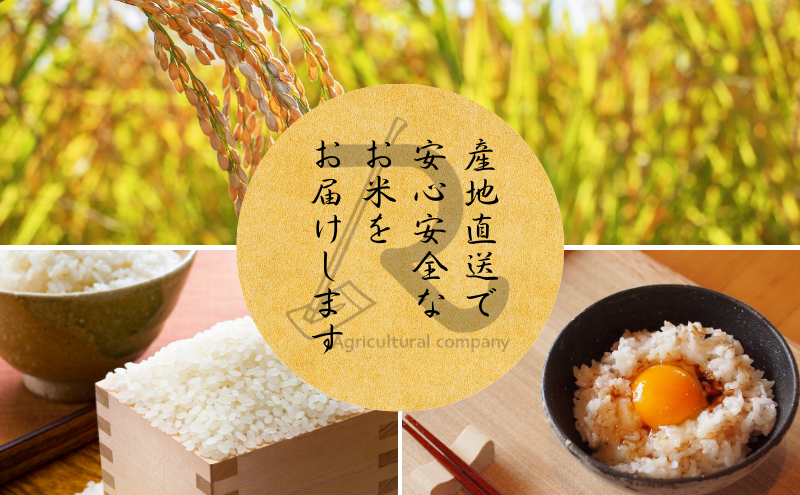 令和7年産 キヌヒカリ 10kg  京都丹波産 良心米 米 白米 ごはん