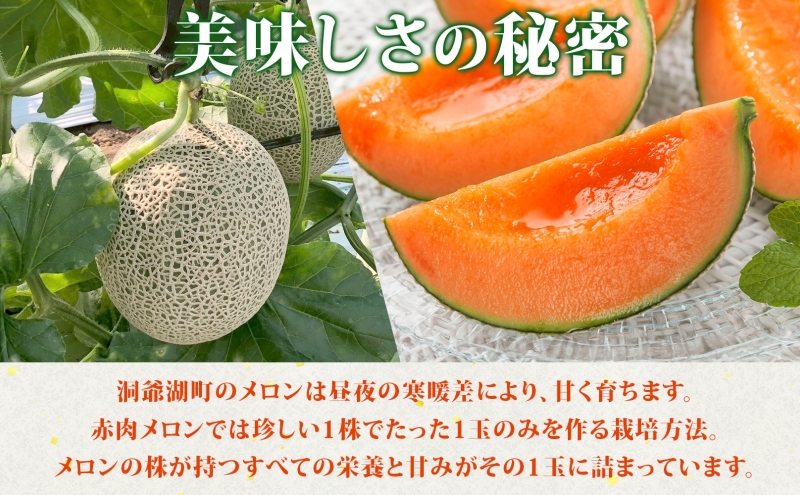 TOYAKOメロン 2玉 計4.8kg～5.4kg 2026年9月下旬～10月中旬お届け 北海道産 メロン レッド113 糖度14度以上 赤肉 フルーツ 果物 旬 デザート 国産 贈り物 常温 今村農園 北海道 洞爺湖町 