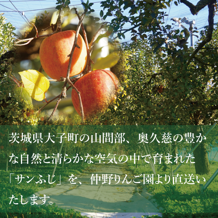 【仲野りんご園】樹上完熟の奥久慈りんご「サンふじ」約3kg（9～12玉）｜茨城県 大子町 林檎 アップル 果物 フルーツ シャキシャキ みずみずしい 旬 秋 味覚 ギフト 贈答（DF001）
