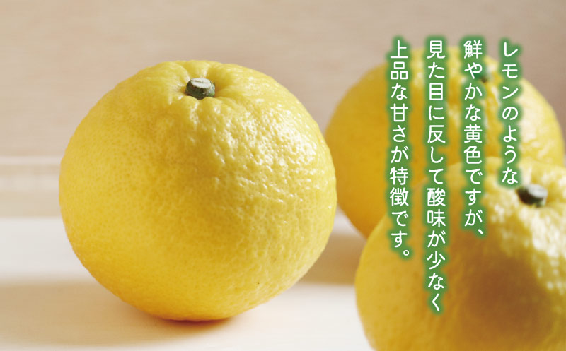 数量限定 先行予約 はるか 5kg 12000円 みかん mikan 蜜柑 ミカン 国産 産地直送 農家直送 期間限定 特産品 ゼリー ジュース アイス 等に 人気 限定 フルーツ 果物 柑橘 甘い おいしい ジューシー お取り寄せ ギフト プレゼント サイズ ミックス あいなんマザーズ 愛南町 愛媛県