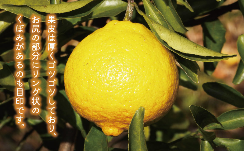 数量限定 先行予約 はるか 5kg 12000円 みかん mikan 蜜柑 ミカン 国産 産地直送 農家直送 期間限定 特産品 ゼリー ジュース アイス 等に 人気 限定 フルーツ 果物 柑橘 甘い おいしい ジューシー お取り寄せ ギフト プレゼント サイズ ミックス あいなんマザーズ 愛南町 愛媛県