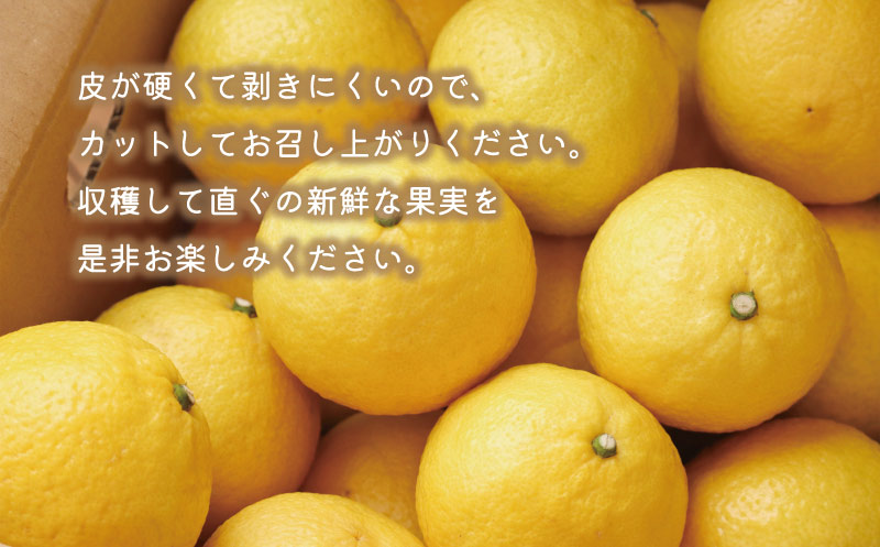 数量限定 先行予約 はるか 5kg 12000円 みかん mikan 蜜柑 ミカン 国産 産地直送 農家直送 期間限定 特産品 ゼリー ジュース アイス 等に 人気 限定 フルーツ 果物 柑橘 甘い おいしい ジューシー お取り寄せ ギフト プレゼント サイズ ミックス あいなんマザーズ 愛南町 愛媛県
