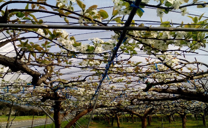 梨 3kg 先行予約 錦の梨 約5玉～8玉 フルーツ なし ナシ 果物 デザート 2025年発送 古里農園 配送不可:離島