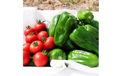 ハッピーマン＆完熟トマトセット＆ズッキーニ 1kgセット 1キロセット ピーマン とまと 野菜 やさい おかず 副菜 新鮮 おいしい 採れたて 国産 お取り寄せ 常温 高知県 高知 土佐市
