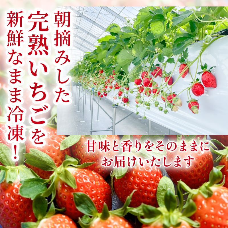 まるは食堂　マルハリゾート　いちごの丘の『 訳あり 』完熟冷凍いちご 3kg