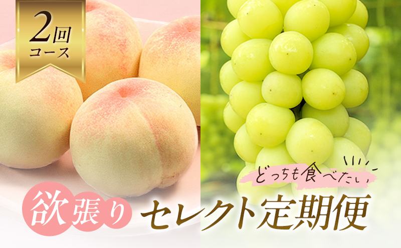 �y���R���������z�y2026�N��s�\��z �� �Ԃǂ� �~����Z���N�g ����� 2��R�[�X ( ���� �E �V���C���}�X�J�b�g �j�s2026�N7����{-8�����{���o�ׁt ���� ���� ���� �u�h�E ������ ���ʌ���