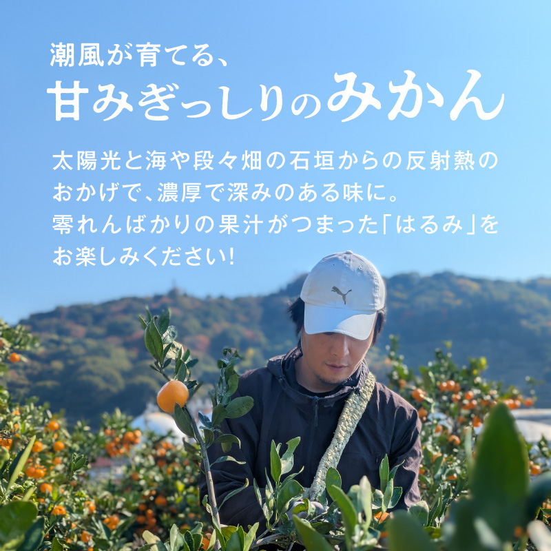 DZ6228_訳あり 家庭用 はるみ 和歌山 有田 2S～3Lサイズ混合 5kg