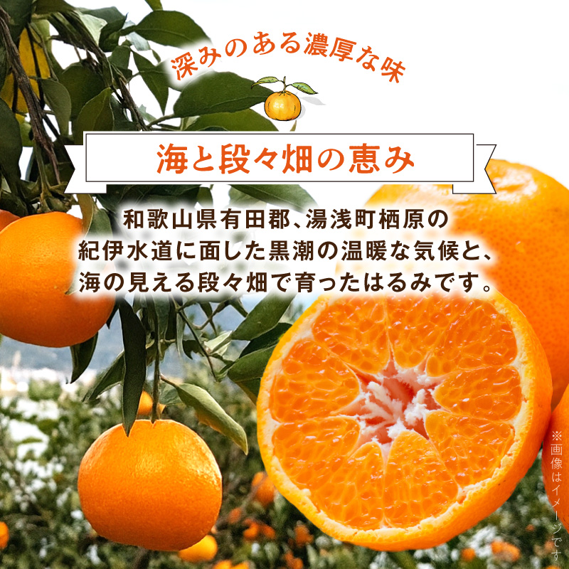 DZ6228_訳あり 家庭用 はるみ 和歌山 有田 2S～3Lサイズ混合 5kg