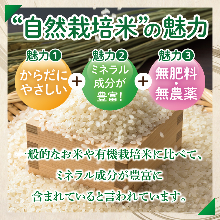 【限定価格】【3ヶ月定期便】令和7年産 新米 2kg アミーゴ米 【白米】（コシヒカリ・天日干し米・自然栽培米 （1年目））｜茨城県 大子町 袋田 米 精米 おだがけ米 はざがけ米 いねかけ米 先行予約 定期 毎月 3回 連続 農福連携（CA019）
