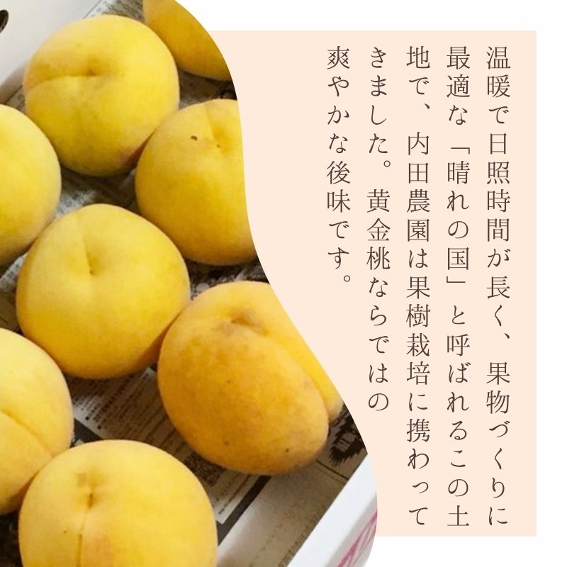 2026年 先行予約 岡山県産 黄色い桃 匠の黄金桃 3kg箱 6～9玉 内田農園 桃 果物 もも
