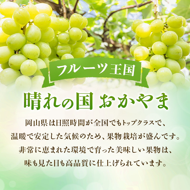 岡山県瀬戸内市のふるさと納税 【2026年先行受付】 シャインマスカット 晴王 秀品 約600g 1房 岡山県産 ぶどう 葡萄 ブドウ 御中元 ギフト 御礼 プレゼント 御礼 御祝 御供 果物 くだもの フルーツ