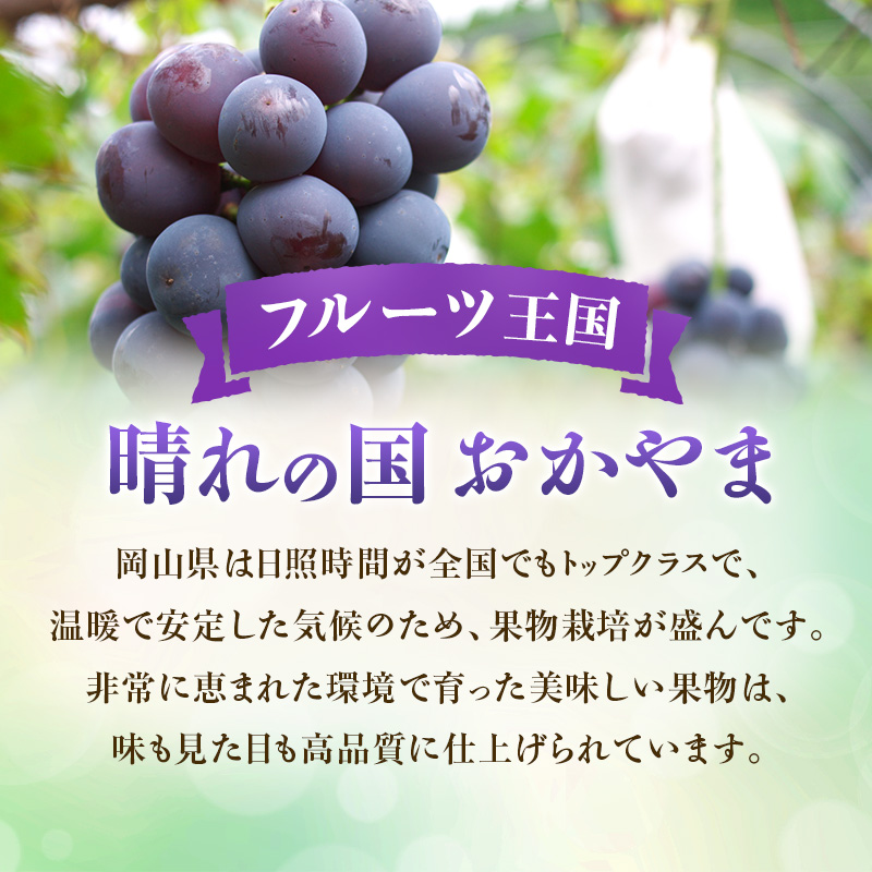 【2026年先行受付】 ぶどう ニューピオーネ 秀品 約2kg(3～5房) 岡山県産 ぶどう 葡萄 ブドウ ギフト 御礼 プレゼント 御礼 御祝 御供 果物 くだもの フルーツ