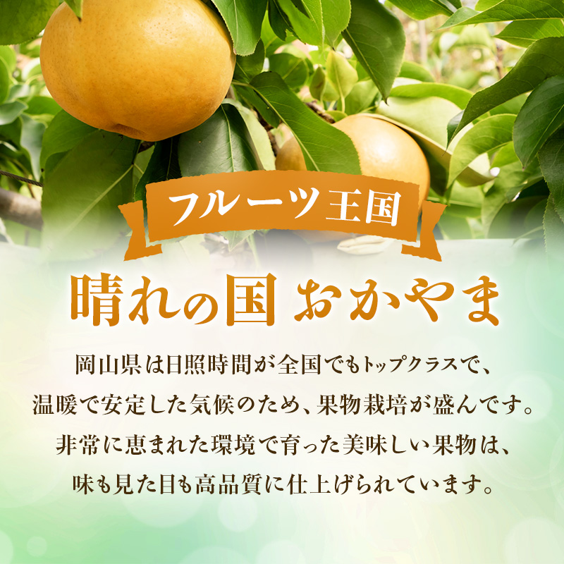 岡山県瀬戸内市のふるさと納税 【2026年先行受付】 梨 あたご梨  秀品 約4kg(3～6玉) 岡山名産 日本一大きな梨 なし ナシ お歳暮 ギフト 御礼 プレゼント 御礼 御祝 御供 果物 くだもの フルーツ