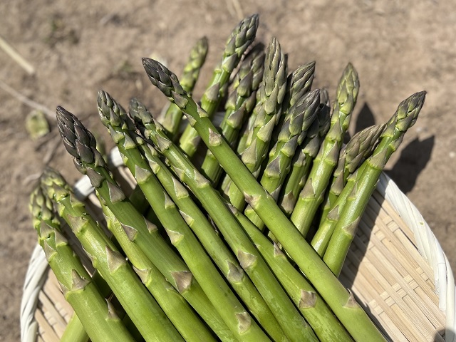 アスパラガス 先行予約 夏アスパラガス 約700g+100g 約25本前後 L～2L 厳選 マコト農園 アスパラ グリーンアスパラ 野菜 夏 旬 旬の野菜 産地直送 2026年 2026 先行 予約 青森 冷蔵 冷蔵配送 8月～9月発送