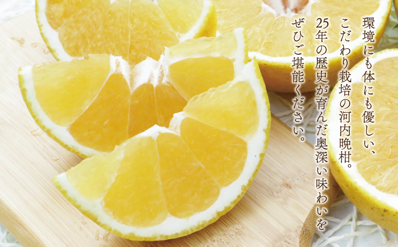 数量限定 先行予約 河内晩柑 樹齢 25年以上 中玉 10kg （ L ・ 2Lサイズ ） 12000円 みかん mikan 蜜柑 ミカン かわちばんかん 愛南ゴールド あいなん ゴールド 文旦 派生 和製 グレープフルーツ 産地直送 国産 農家直送 期間限定 特産品 ゼリー ジュース アイス 等に 人気 限定 甘い さわやか フルーツ 果物 柑橘 蜜柑 みかんの山祥 愛南町 愛媛県