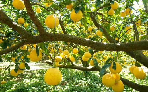 数量限定 先行予約 河内晩柑 樹齢 25年以上 小玉 8kg （ Mサイズ ） 9000円 みかん mikan 蜜柑 ミカン かわちばんかん 愛南ゴールド あいなん ゴールド 文旦 派生 和製 グレープフルーツ 産地直送 国産 農家直送 期間限定 特産品 ゼリー ジュース アイス 等に 人気 限定 甘い さわやか フルーツ 果物 柑橘 蜜柑 みかんの山祥 愛南町 愛媛県