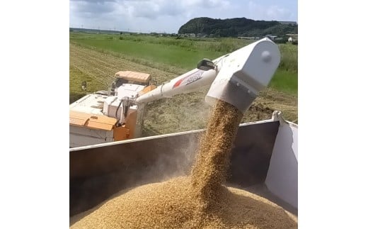 ★令和8年産 先行予約★ 数量限定 米 精米 白米 5kg「こしひかり」先行予約 鹿嶋市産【令和8年産 コシヒカリ 5キロ お米 コメ ごはん ライス ブランド米 茨城県 鹿嶋市】(KEJ-7)