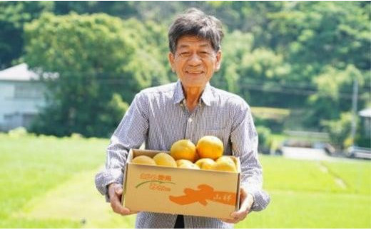 数量限定 先行予約 河内晩柑 樹齢 25年以上 訳あり 9kg （ Mサイズ 以上 ） 9000円 みかん mikan 蜜柑 ミカン わけあり かわちばんかん 愛南ゴールド あいなん ゴールド 文旦 派生 和製 グレープフルーツ 産地直送 国産 農家直送 期間限定 特産品 ゼリー ジュース アイス 等に 人気 限定 甘い さわやか フルーツ 果物 柑橘 蜜柑 みかんの山祥 愛南町 愛媛県