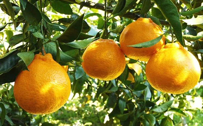 数量限定 先行予約 不知火 3kg 9000円 みかん しらぬい デコポン と 同品種 mikan 蜜柑 ミカン 産地直送 国産 農家直送 期間限定 特産品 ゼリー ジュース アイス 等に 人気 限定 甘い 果実 果肉 フルーツ 果物 柑橘 美味しい おいしい ジューシー 吉田農園 愛南町 愛媛県