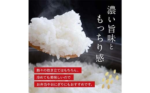 FK7-0227_【6カ月定期】【令和7年度産】【先行予約】嘉島町のおいしいお米（くまさんの輝き/白米） 5kg