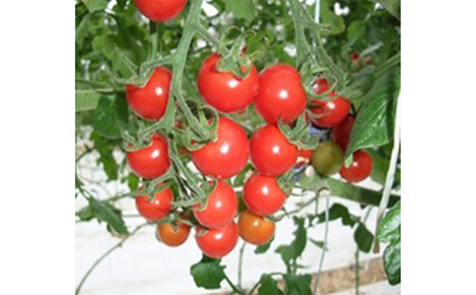 旬のさぬきの野菜定期便（6回）　野菜 定期便 旬 新鮮 食べごろ 季節 ブロッコリー アスパラ ホワイトコーン オクラ ミニトマト 香川県 東かがわ市