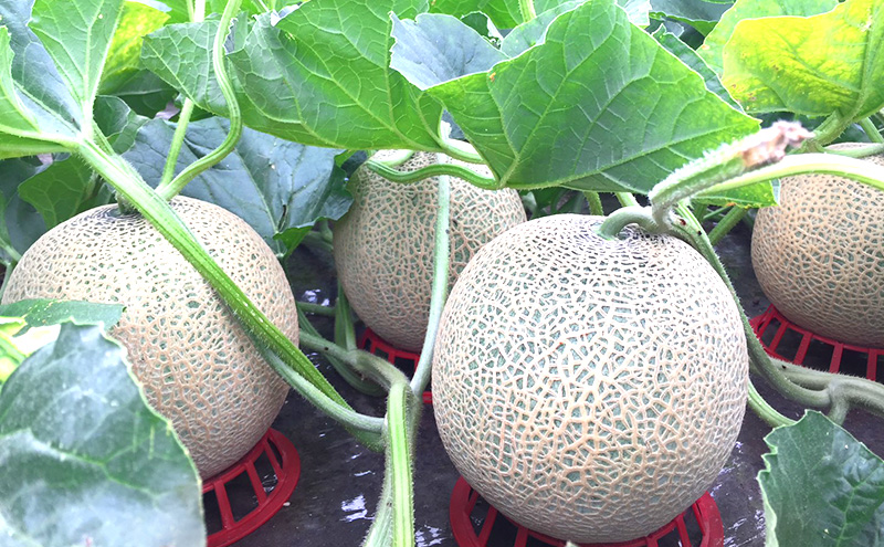 【2026年発送】 富良野メロン 赤肉 2玉入(約2kg以上) メロン ふらのメロン フルーツ 果物 くだもの 美味しい 甘い ギフト プレゼント 北海道 富良野市