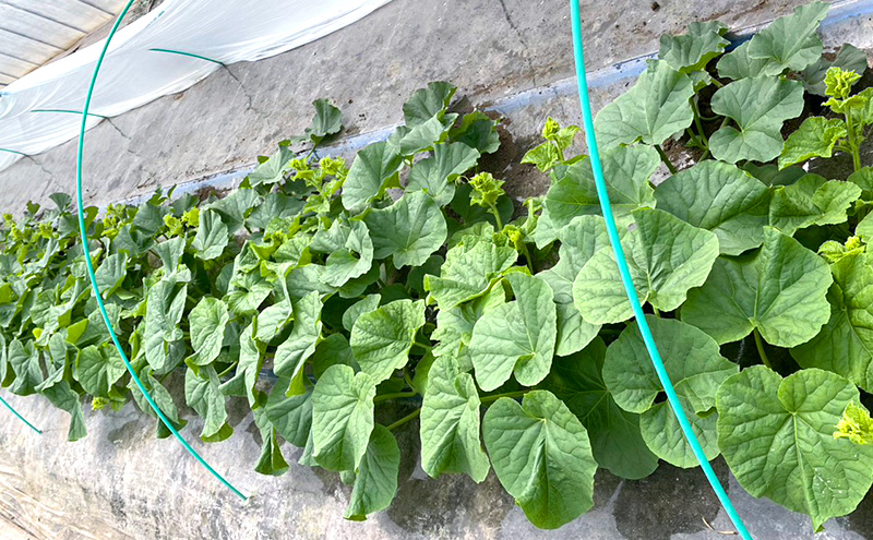 【2026年発送】 富良野メロン 赤肉 2玉入(約2kg以上) メロン ふらのメロン フルーツ 果物 くだもの 美味しい 甘い ギフト プレゼント 北海道 富良野市