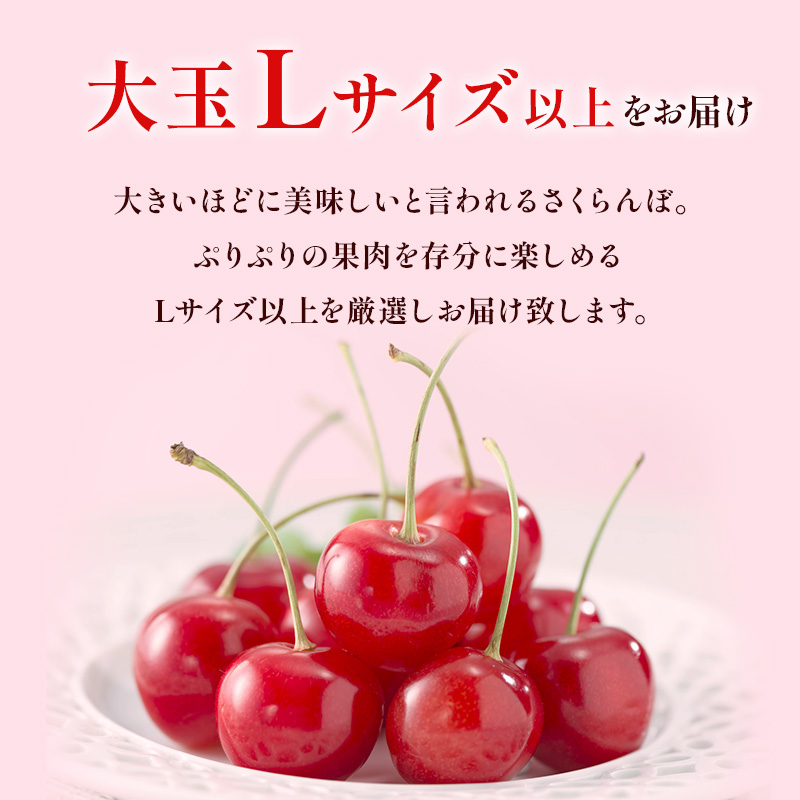 先行受付 北海道 仁木町産 さくらんぼ 佐藤錦 600g（300g×2）Lサイズ以上 ジューシー 旬のフルーツ 旬の果物 国産 日本産 サクランボ チェリー フルーツ 果物 果物類 ギフト 仁木町 [ジャパーナプランニング株式会社]