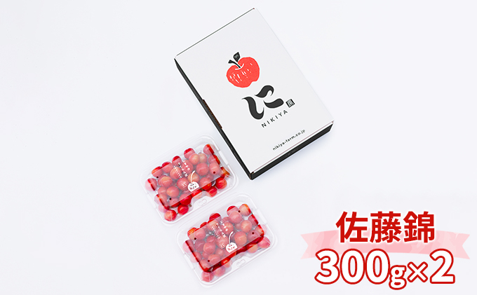 先行受付 北海道 仁木町産 さくらんぼ 佐藤錦 600g（300g×2）Lサイズ以上 ジューシー 旬のフルーツ 旬の果物 国産 日本産 サクランボ チェリー フルーツ 果物 果物類 ギフト 仁木町 [ジャパーナプランニング株式会社]
