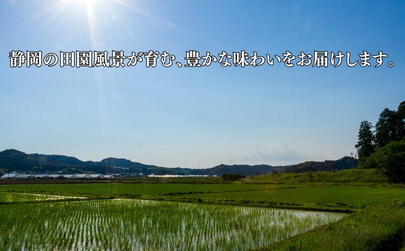 米 静岡きぬむすめ 20kg（5kg×4） お米 白米 コメ 精米 きぬむすめ 静岡県産 袋井市 静岡県