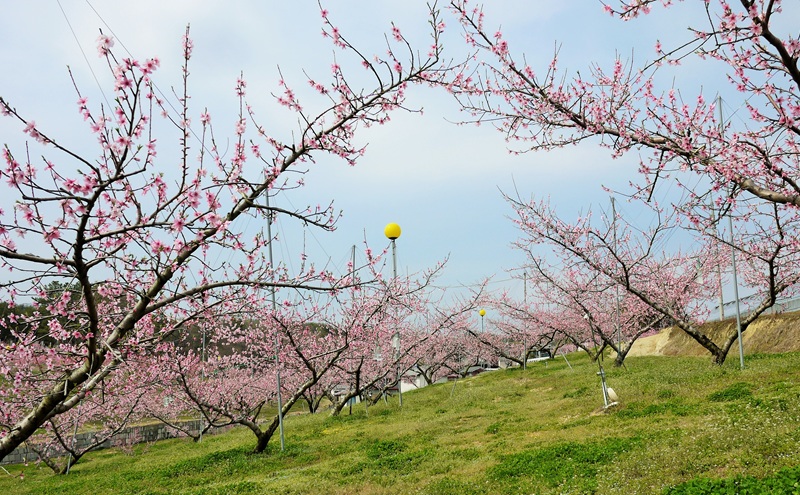 【桃 2026年 先行予約】贈答用 岡山白桃 約1.5kg(4～6玉) もも モモ 岡山県 国産 フルーツ 果物