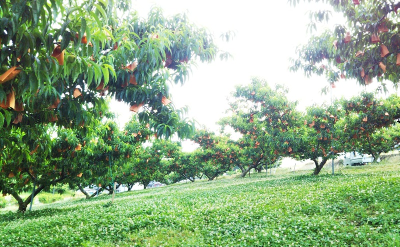 【桃 2026年 先行予約】贈答用 岡山白桃 約1.5kg(4～6玉) もも モモ 岡山県 国産 フルーツ 果物