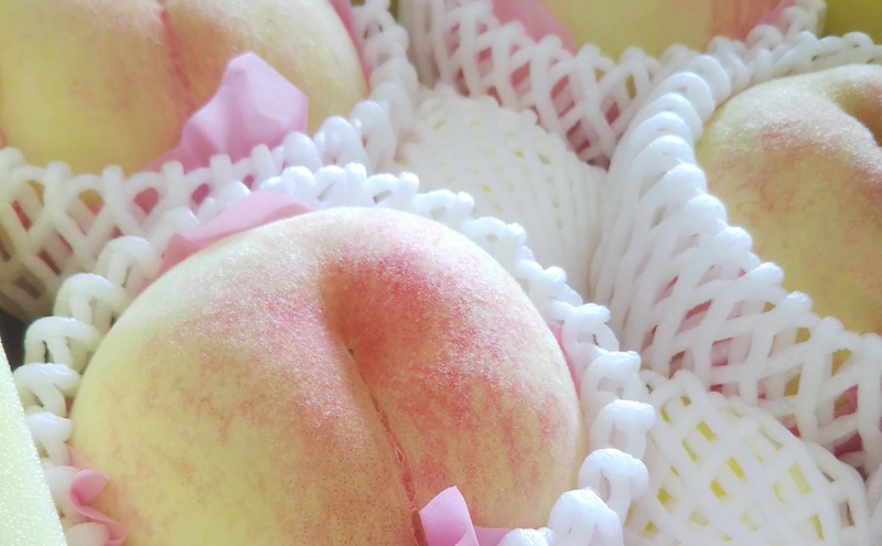 【桃 2026年 先行予約】贈答用 岡山白桃 約1.5kg(4～6玉) もも モモ 岡山県 国産 フルーツ 果物