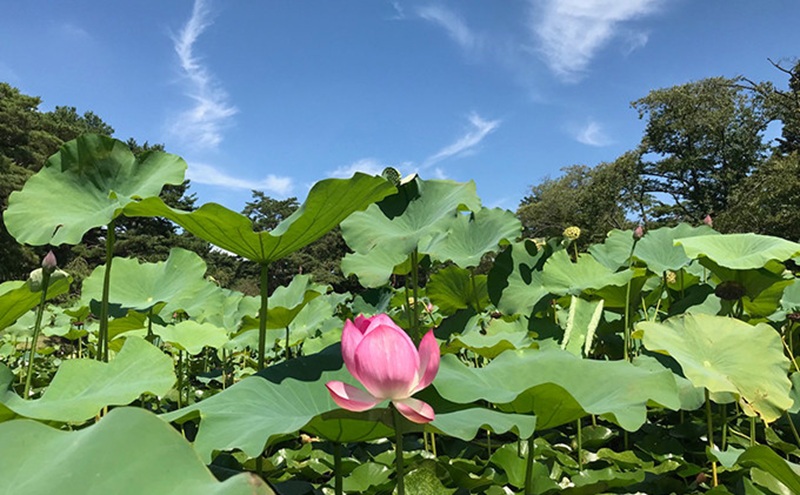 平日限定 嵐山カントリー倶楽部 ゴルフプレー券 2名様 カントリークラブ ゴルフ 利用券 体験 ゴルフ場 お土産 昼食 キャディー スポーツ コンペ ゴルフコンペ 運動 2グリーン 利用チケット 送料無料 埼玉県 嵐山町