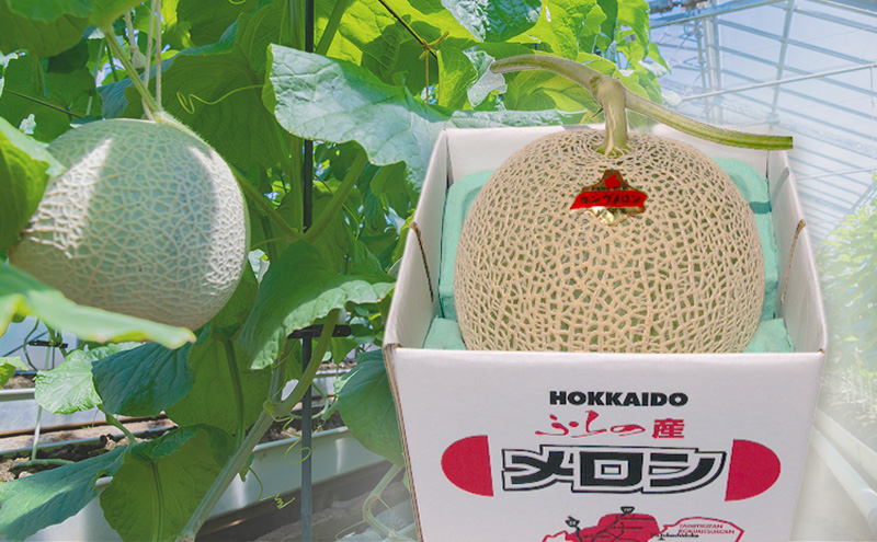 富良野産 キングメロン 大玉 1玉 特秀品(2.3kg以上) 赤肉 メロン 富良野メロン 果物 フルーツ 甘い ジューシー 新鮮 ブランドメロン 贈り物 ギフト おやつ 夏 北海道 富良野市