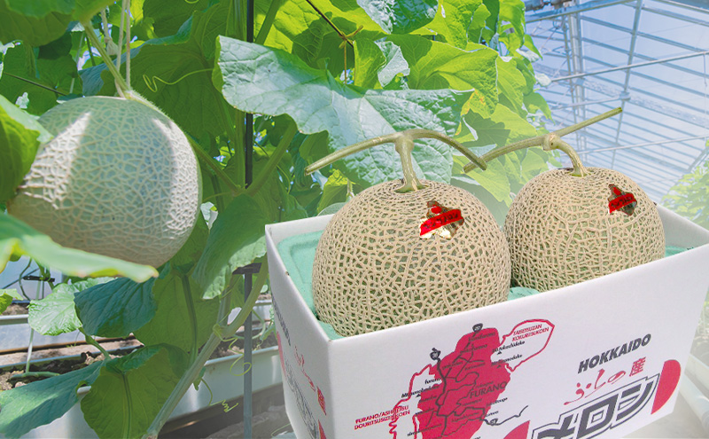 富良野産 キングメロン 大玉 2玉 秀品 (2.0kg×2玉) 計4kg 赤肉 メロン 富良野メロン 果物 フルーツ 甘い ジューシー 新鮮 ブランドメロン 贈り物 ギフト おやつ 夏 北海道 富良野市