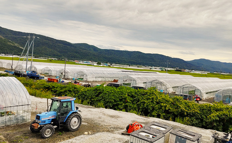 富良野産 キングメロン 大玉 2玉 秀品 (2.0kg×2玉) 計4kg 赤肉 メロン 富良野メロン 果物 フルーツ 甘い ジューシー 新鮮 ブランドメロン 贈り物 ギフト おやつ 夏 北海道 富良野市