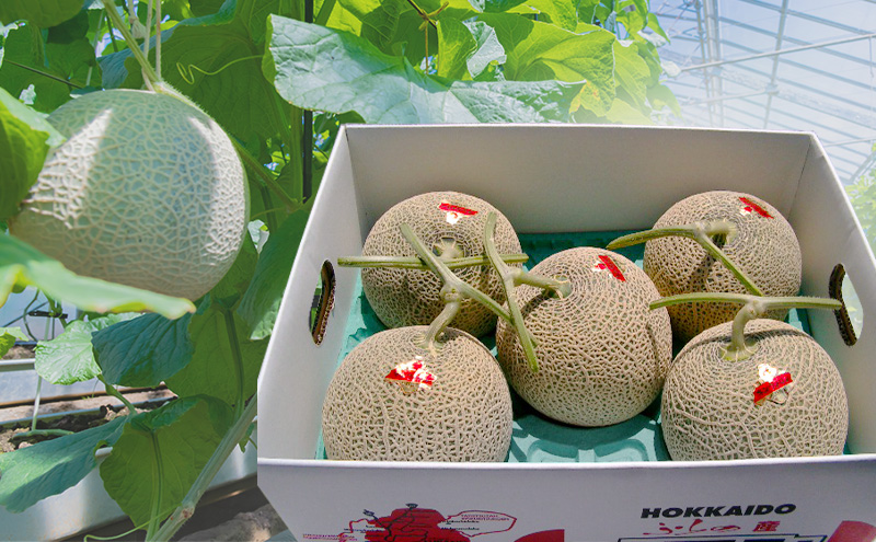 富良野産 キングメロン 4～5玉 秀品 (計8kg) 赤肉 メロン 富良野メロン 果物 フルーツ 甘い ジューシー 新鮮 ブランドメロン 贈り物 ギフト おやつ 夏 北海道 富良野市