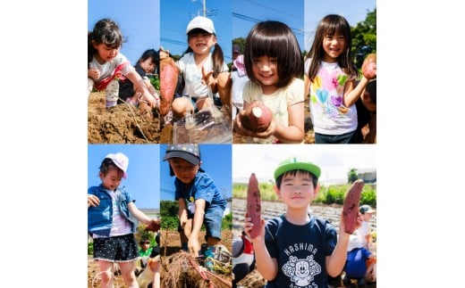 ★期間限定★ 熟成焼きいも 善右ヱ門 「 特製 焼き芋 1.5kg 」熟成 焼きいも 焼芋 やきいも さつまいも サツマイモ いも 人気 茨城県 鹿嶋市 (KEL-2)