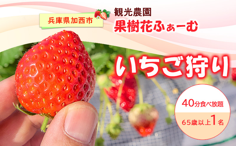 いちご狩り40分食べ放題 65歳以上1名 いちご狩り 食べ放題 40分 いちご イチゴ 苺 観光 レジャー 兵庫県 加西市