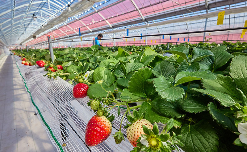いちご狩り40分食べ放題 65歳以上1名 いちご狩り 食べ放題 40分 いちご イチゴ 苺 観光 レジャー 兵庫県 加西市